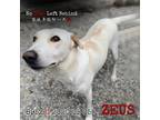 Adopt Zeus 8952 a White - with Tan, Yellow or Fawn Labrador Retriever / Mixed