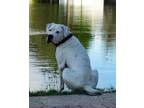 Adopt Zeus a White Dogo Argentino / Mixed dog in Southwest Ranches