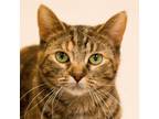 Adopt Prunella a Brown Tabby Domestic Shorthair (short coat) cat in Grayslake
