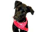 Adopt Xena 2021 a Black Labrador Retriever / Mixed dog in Seagoville