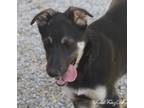 Adopt Rider a Black - with Tan, Yellow or Fawn German Shepherd Dog / Mixed dog