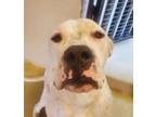 Adopt bogey a White - with Black Dogo Argentino / Mixed dog in las vegas