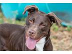 Adopt Carlton (Ziggy) (Cocoa Adoption Center) a Brown/Chocolate Labrador
