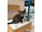 Adopt Tip a Gray, Blue or Silver Tabby Domestic Shorthair (medium coat) cat in