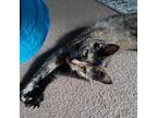 Adopt Lapsang a Tortoiseshell Domestic Shorthair / Mixed cat in Camarillo
