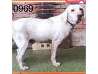 Adopt 0969 Briar a White - with Tan, Yellow or Fawn Labrador Retriever / Mixed