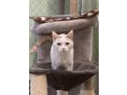 Adopt Presley a White (Mostly) Domestic Shorthair (short coat) cat in Fallbrook