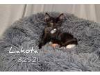 Adopt Lakota a Black & White or Tuxedo Domestic Longhair (long coat) cat in Yuba