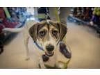 Adopt Ellen Degeneruff (Elena) a Mountain Cur, Labrador Retriever