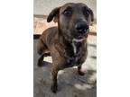 Adopt Vivian a Brown/Chocolate Plott Hound / Dutch Shepherd / Mixed dog in Chula