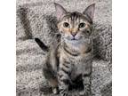 Adopt French Fry a American Shorthair, Calico