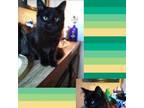 Adopt Fluffy a All Black Domestic Longhair / Mixed cat in Idaho Falls