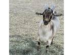 Adopt Jax a Goat farm-type animal in Las Vegas, NV (32998110)