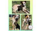 Adopt Lobo a White Australian Cattle Dog / Mixed dog in CONVERSE, TX (37859176)
