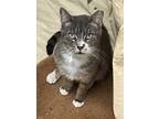 Adopt Jelly a Gray or Blue Domestic Shorthair / Domestic Shorthair / Mixed cat