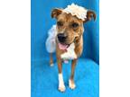 Adopt Lucy a Red/Golden/Orange/Chestnut Black Mouth Cur / Mixed dog in Picayune