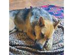 Adopt Lucero a Tricolor (Tan/Brown & Black & White) German Shepherd Dog / Mixed