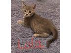 Adopt Lola a Gray, Blue or Silver Tabby Domestic Shorthair (medium coat) cat in