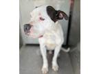 Adopt Warden a White Terrier (Unknown Type, Small) / Mixed dog in Marshall