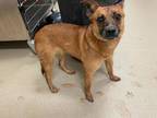 Adopt Vivi a Brown/Chocolate Mixed Breed (Medium) / Mixed dog in Wichita Falls