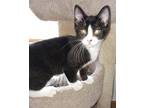 Adopt Sylvie a Black & White or Tuxedo Domestic Shorthair (short coat) cat in