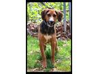 Adopt Kelly a Tricolor (Tan/Brown & Black & White) Beagle / Mixed dog in