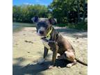 Adopt Treston a Black Pit Bull Terrier / Mixed dog in Philadelphia