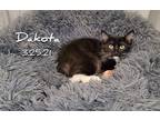 Adopt Dakota a Black (Mostly) Domestic Longhair (long coat) cat in Yuba City