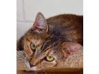 Adopt Sandy a Tan or Fawn Tabby Domestic Shorthair (short coat) cat in