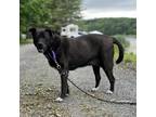 Adopt Kiya a Black Mixed Breed (Large) / Mixed dog in Wappingers, NY (37861912)