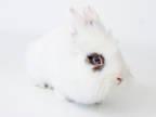Adopt RuPaul a White Lionhead / Dwarf / Mixed (short coat) rabbit in Kingston