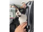 Adopt Lenna a White Domestic Shorthair / Manx / Mixed cat in Greenville