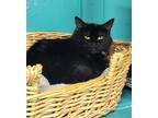 Adopt 5731 (Nell) a Black (Mostly) Domestic Shorthair / Mixed (short coat) cat