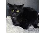Adopt 5731 (Nell) a Black (Mostly) Domestic Shorthair / Mixed (short coat) cat