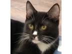Adopt STRYKER a Black & White or Tuxedo Domestic Shorthair (short coat) cat in