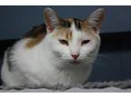 Adopt Glamour a Calico or Dilute Calico Calico (short coat) cat in New Richmond