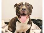 Adopt Ace a Black - with White American Staffordshire Terrier / Mixed dog in