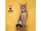 Adopt BASIL a Gray, Blue or Silver Tabby Abyssinian (short coat) cat in HEMET