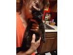 Adopt Pauley a All Black Domestic Mediumhair (medium coat) cat in Palm Springs