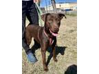 Adopt Beth a Brown/Chocolate Labrador Retriever / Pit Bull Terrier / Mixed dog