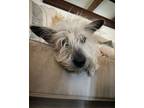 Adopt Betsey a Miniature Schnauzer