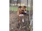 Adopt Jussy a Tan/Yellow/Fawn Boxer / American Pit Bull Terrier / Mixed dog in