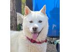 Adopt Robin a White Jindo / Jindo / Mixed dog in Los Angeles, CA (35338210)