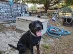 Adopt Bruno a Black - with White Rottweiler / Labrador Retriever / Mixed dog in