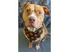 Adopt Saguaro a Pit Bull Terrier / Mixed dog in Lexington, KY (37829799)