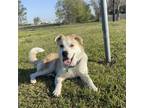 Adopt Tobi a Tan/Yellow/Fawn Husky / Mixed dog in Houston, TX (34894445)