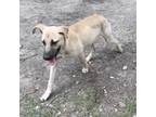 Adopt Jolie a Tan/Yellow/Fawn Black Mouth Cur / Mixed Breed (Medium) / Mixed dog