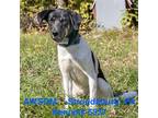 Adopt Warlock a Black Hound (Unknown Type) / Mixed dog in Stroudsburg