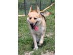 Adopt Bella a Tan/Yellow/Fawn German Shepherd Dog / Mixed dog in Justin