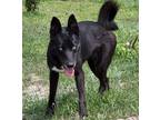 Adopt Flaca a Black Husky / Shepherd (Unknown Type) / Mixed (short coat) dog in
